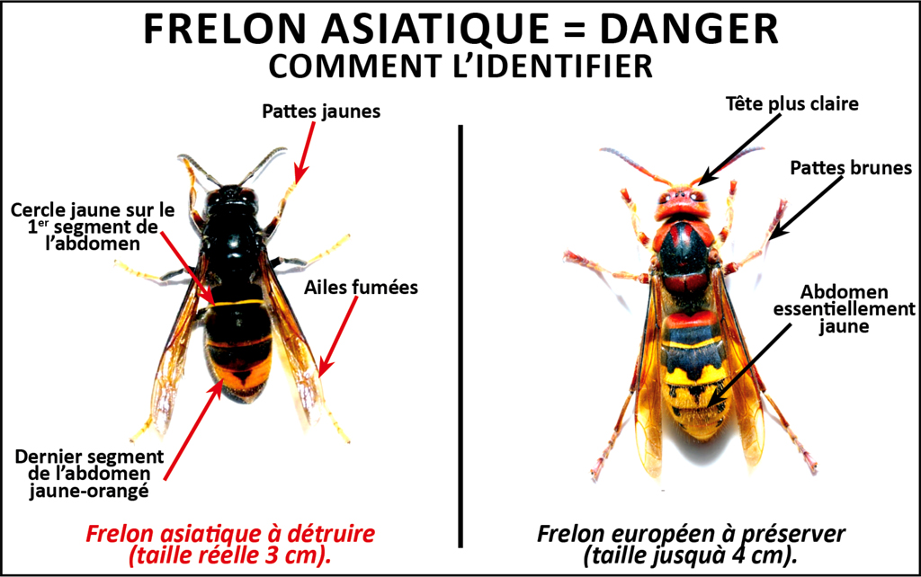 distinction frelons