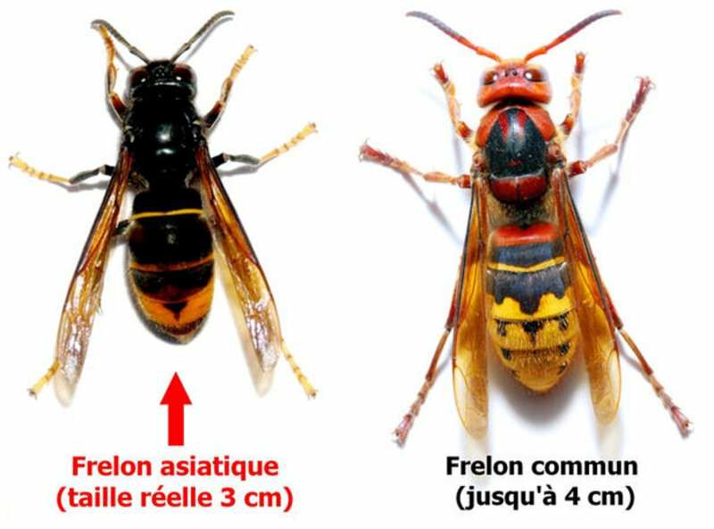 les 2 frelons