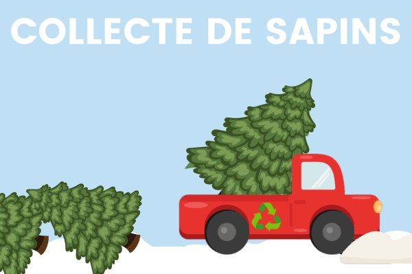 COLLECTE DES SAPINS