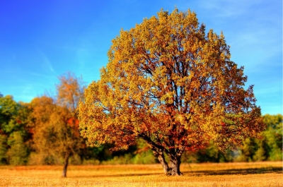 AUX ARBRES CITOYENS !
